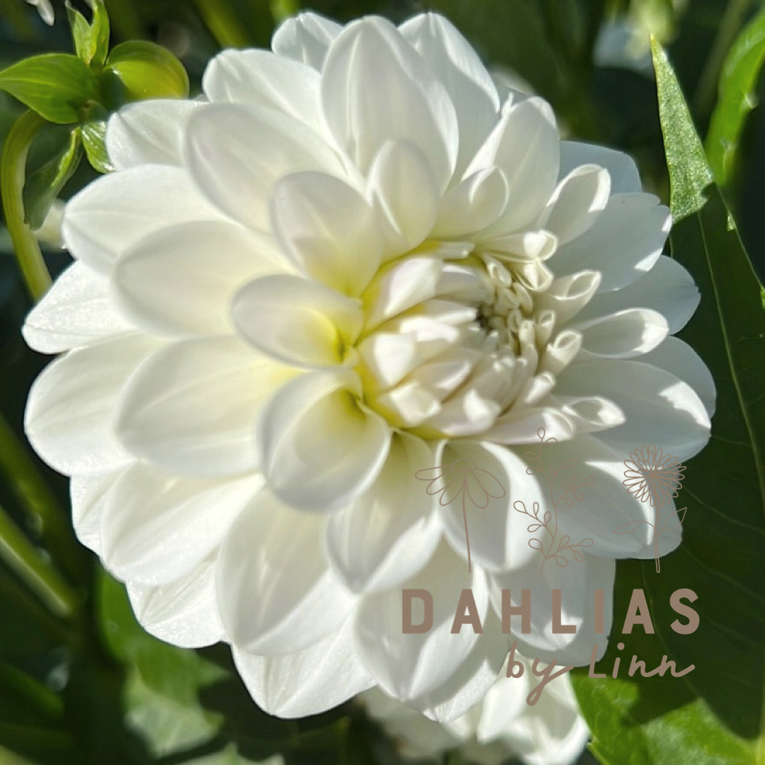Dahlia Eternal Snow
