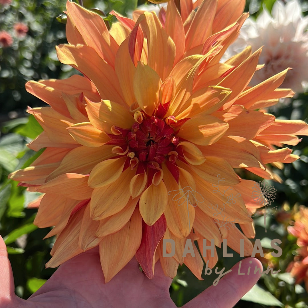 Dahlia French Cancan