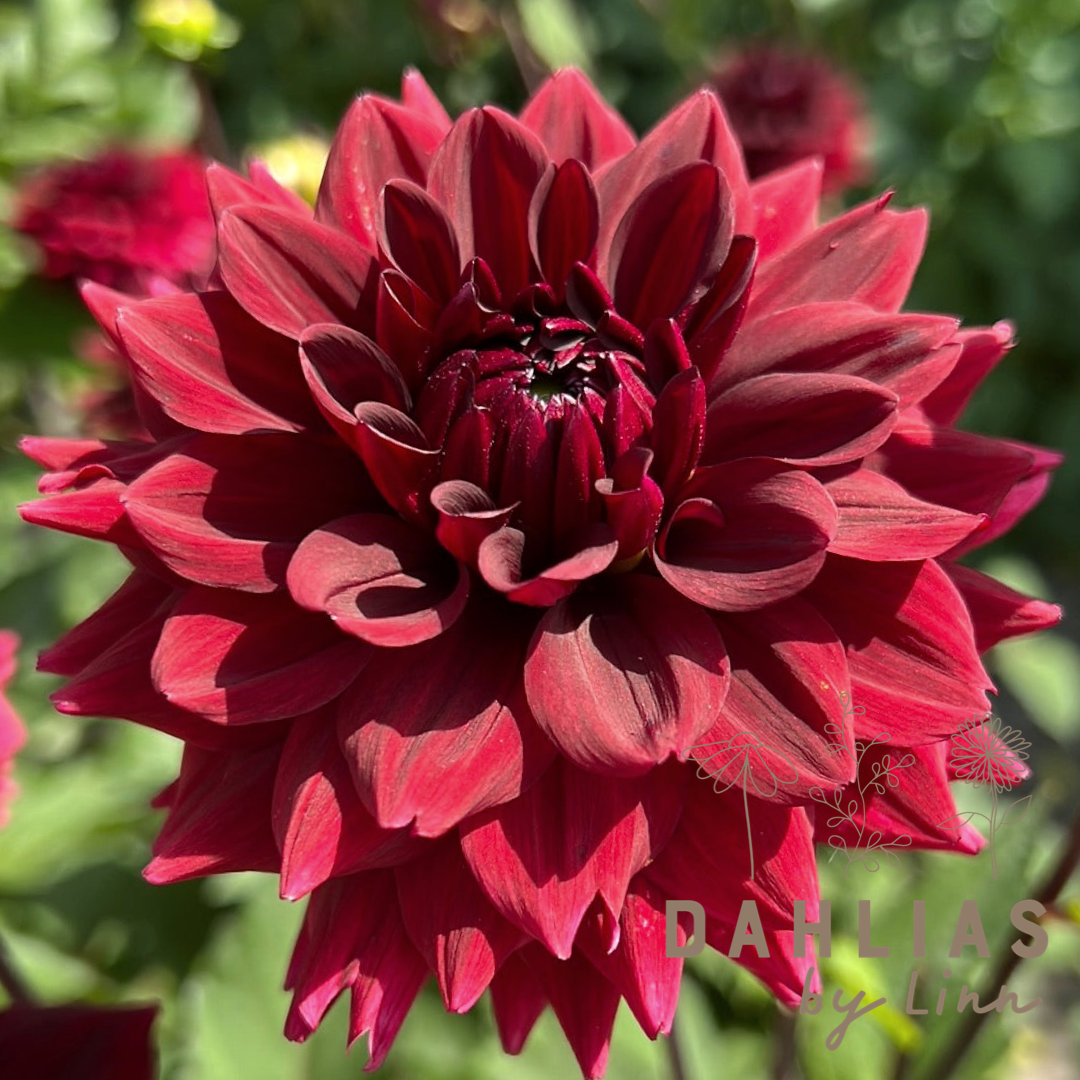 Dahlia Painted Black