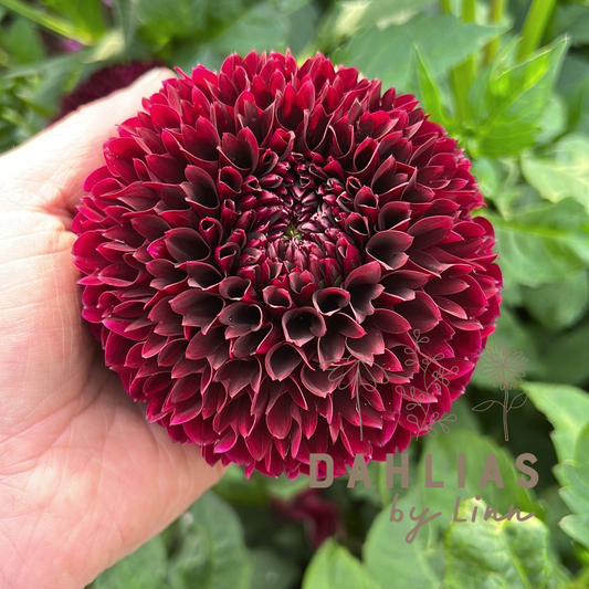 Dahlia Black Pierre