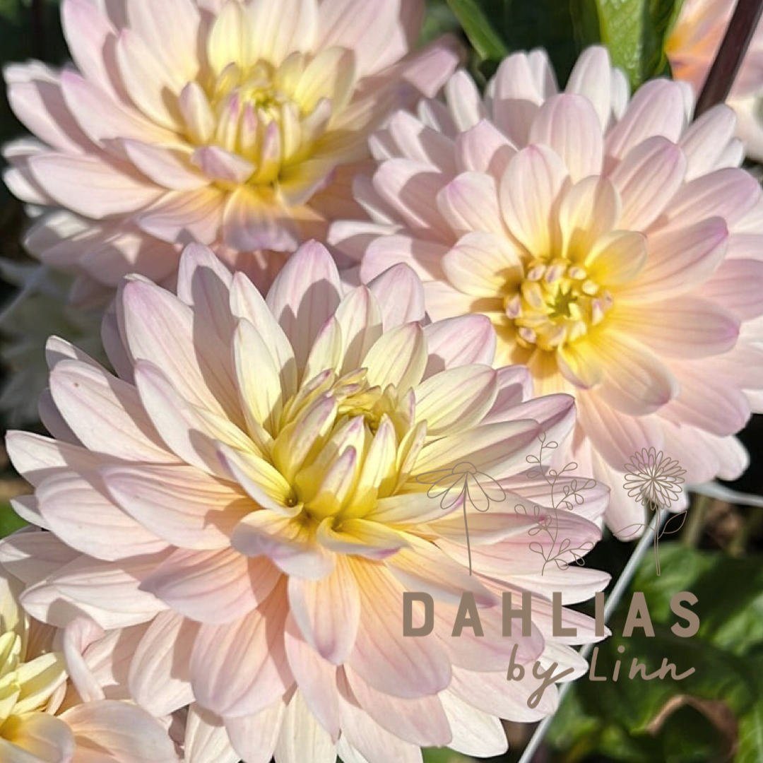 Dahlia Diana's Memory