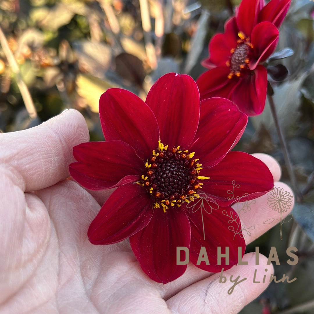 Dahlia HS Romeo