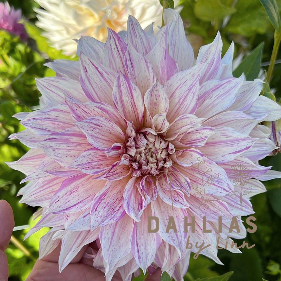 Dahlia Café au lait Twist