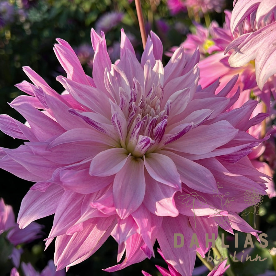 Dahlia Labyrinth Twotone