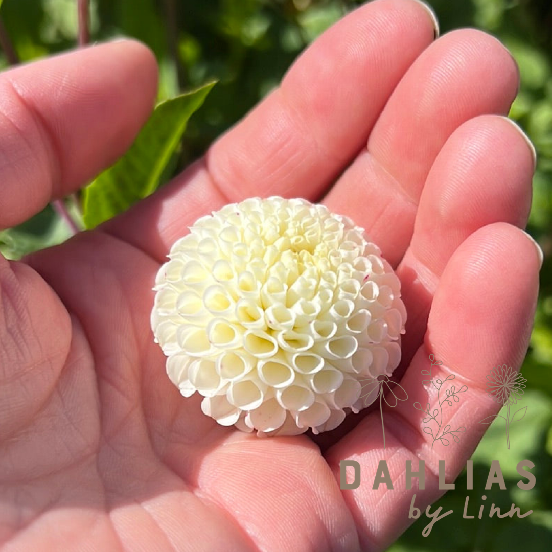 Dahlia Small World