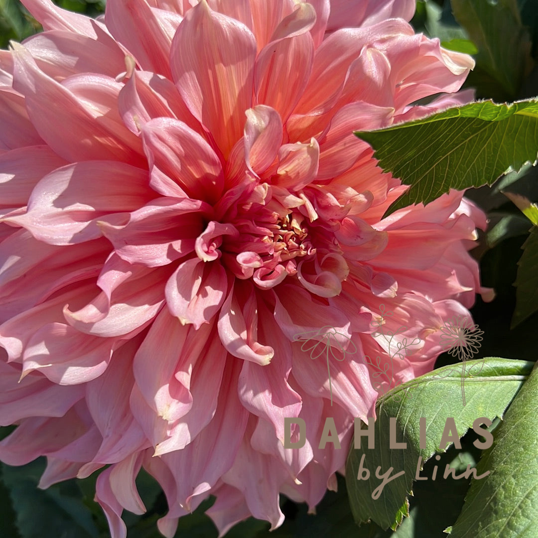 Dahlia Islander