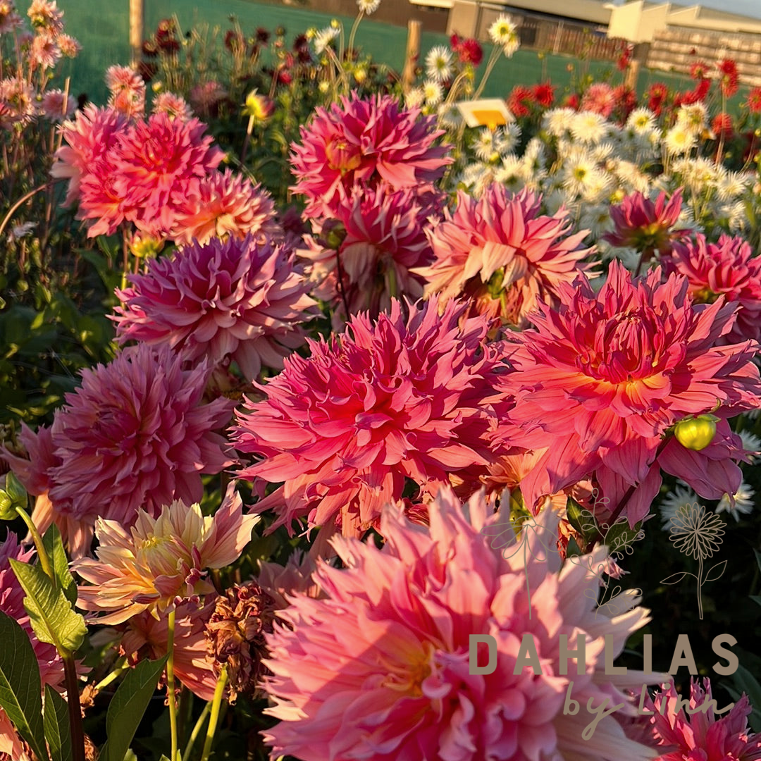 Dahlia Omega