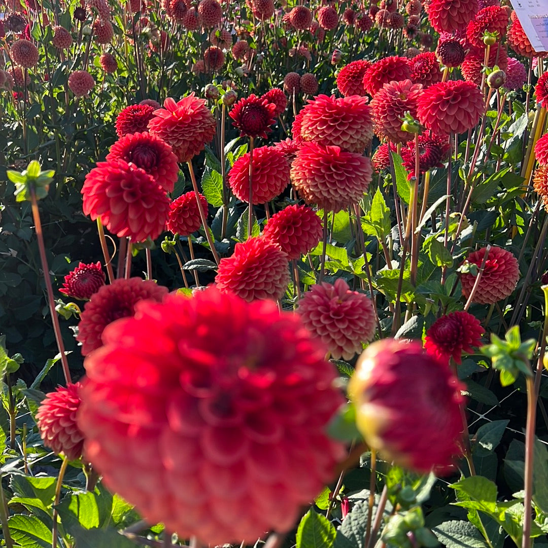 Dahlia Brown Sugar