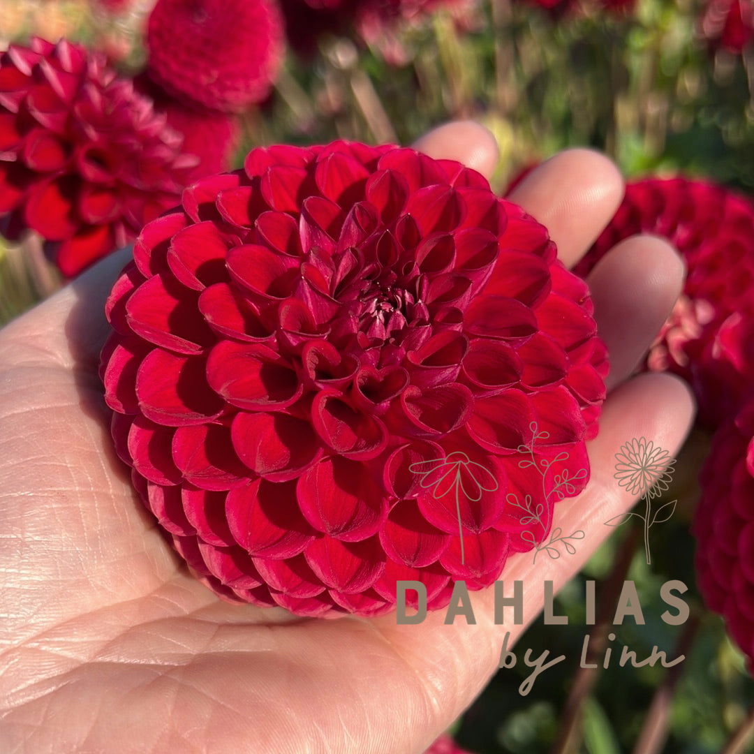 Dahlia Cornel