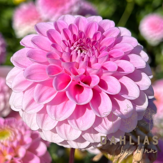 Dahlia Wizard of Oz