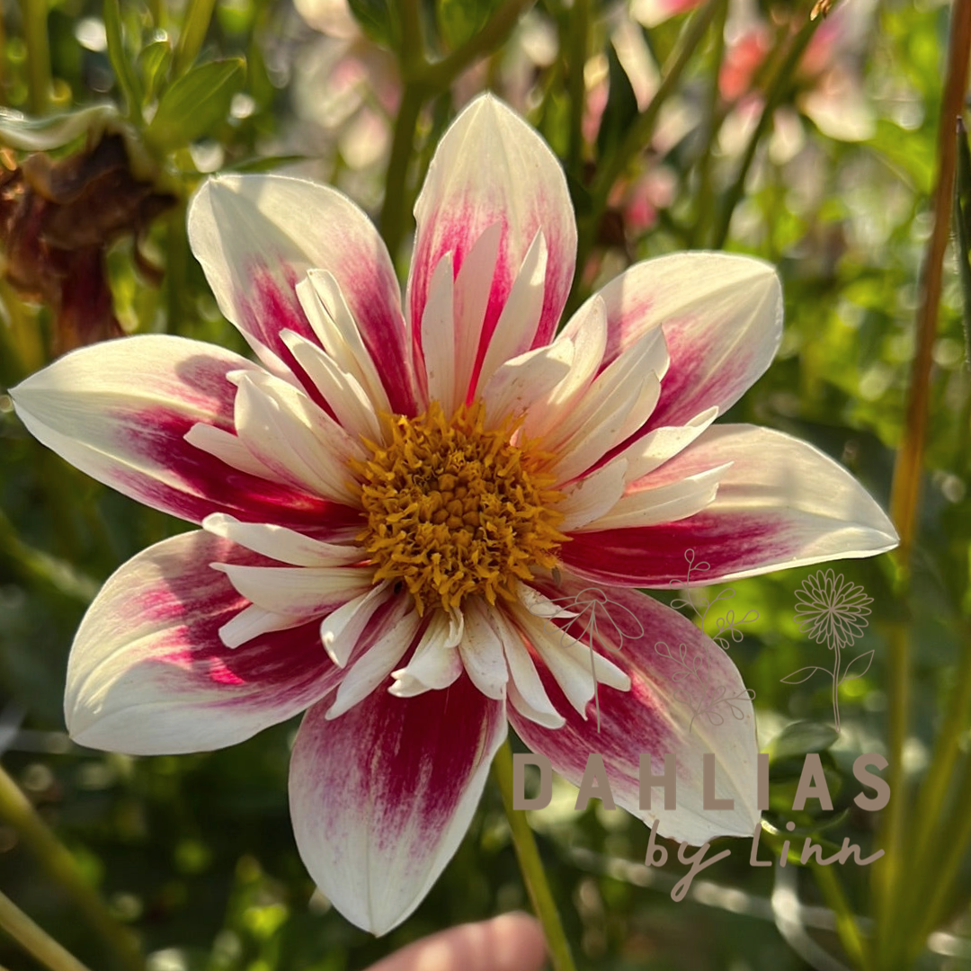 Dahlia Fashion Monger