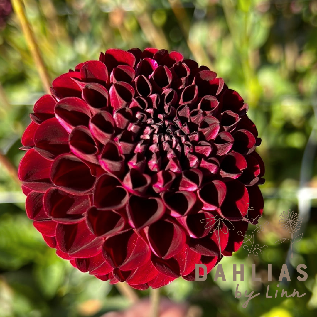Dahlia Natal