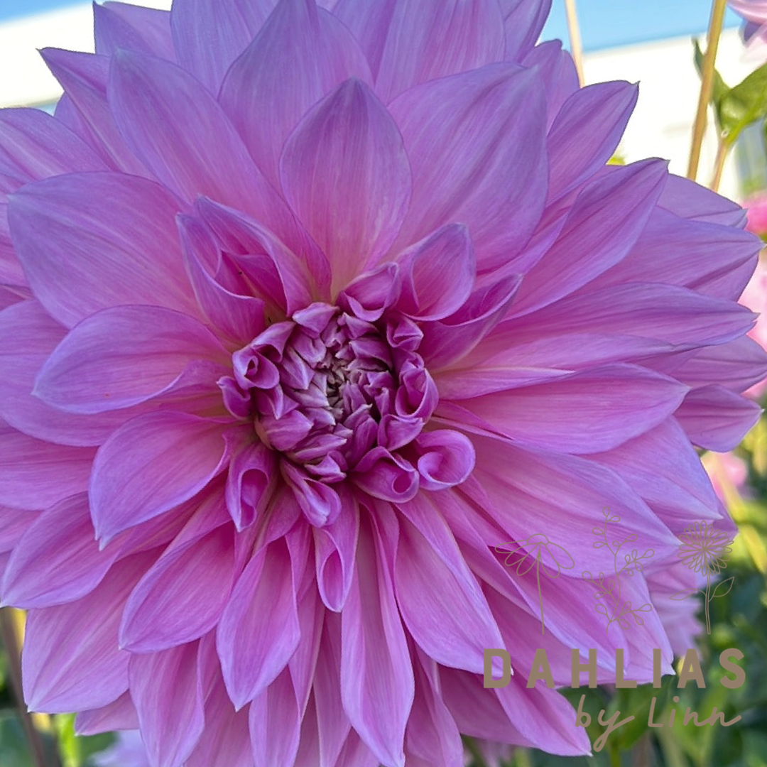 Dahlia Lavender Perfection