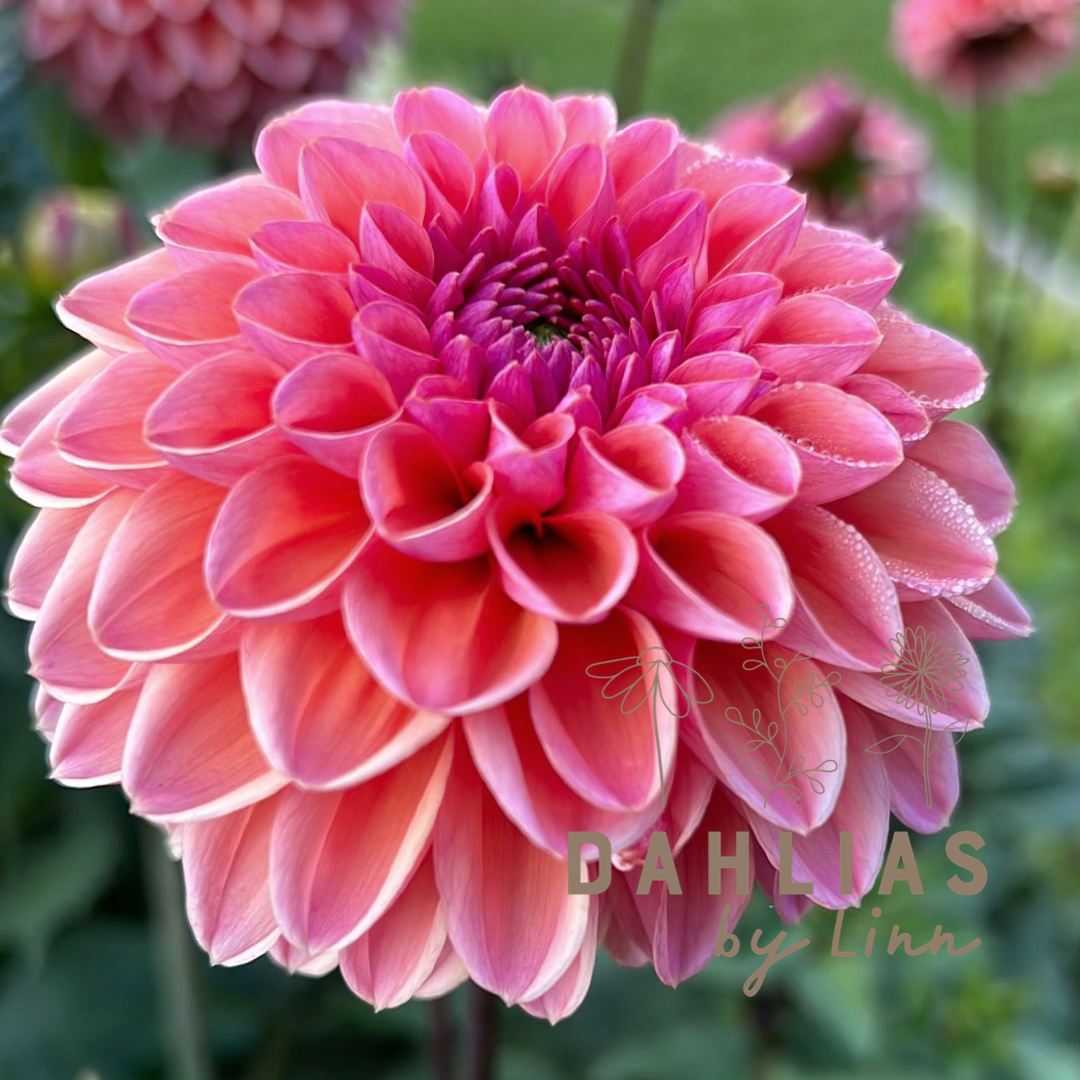 Dahlia Daisy Duke