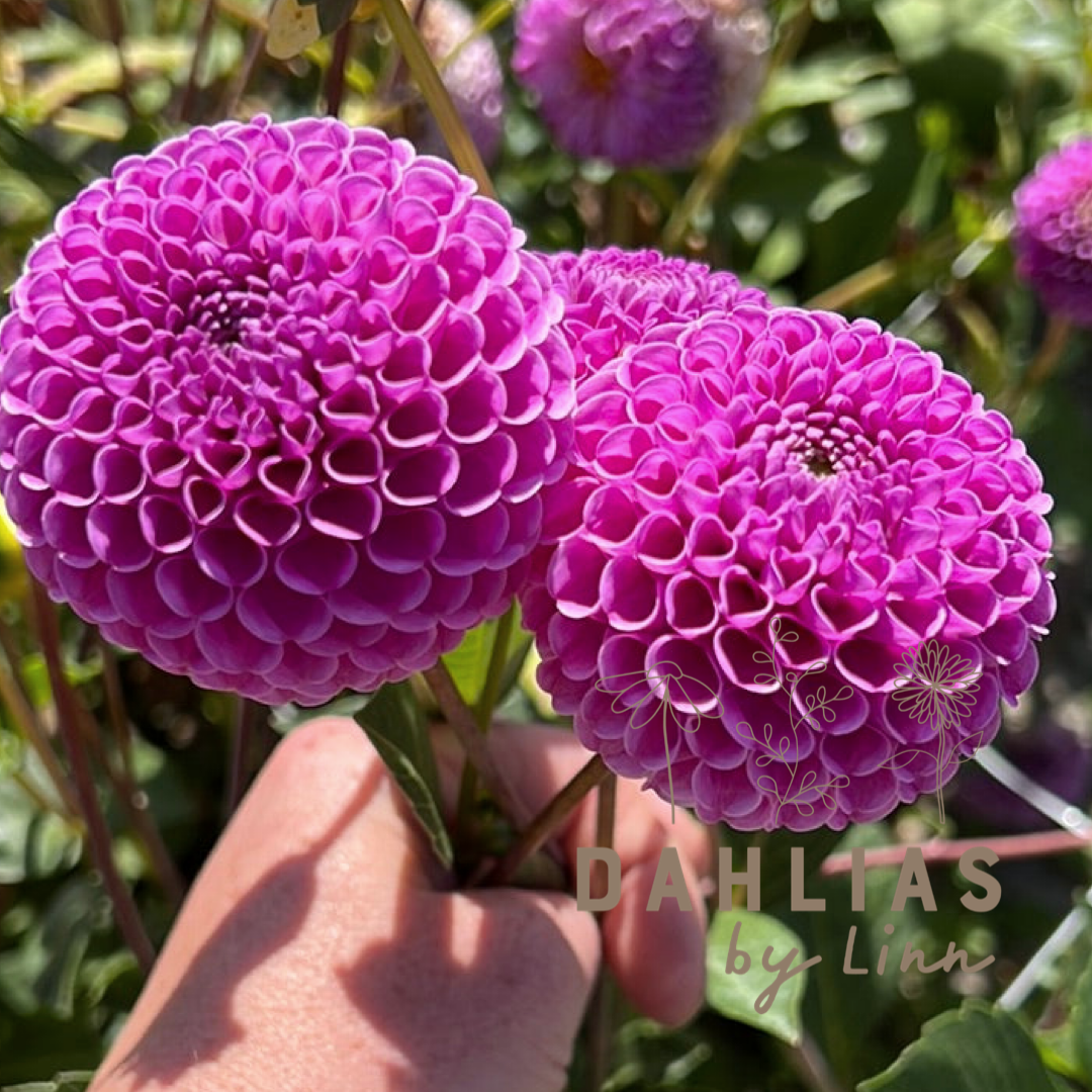 Dahlia Franz Kafka