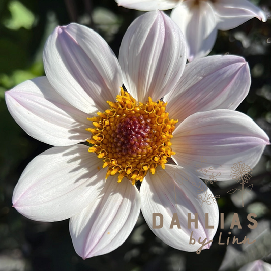 Dahlia HS Prinsess ®