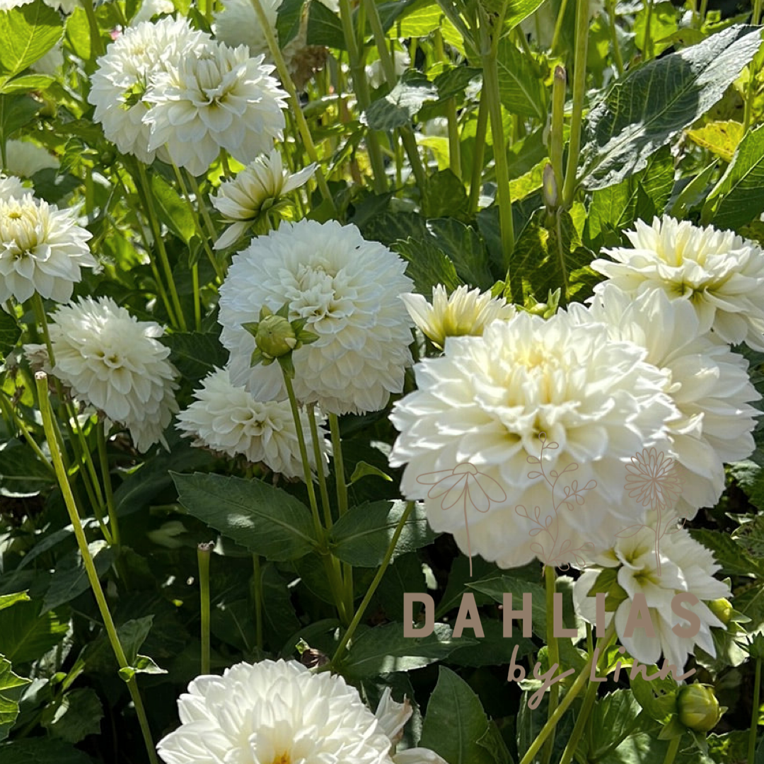 Dahlia Gitt´s Attention