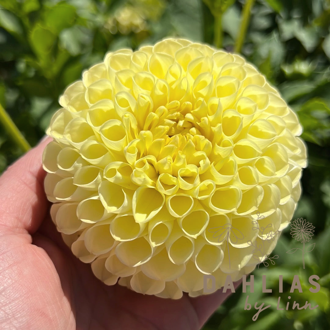 Dahlia Polventon Supreme