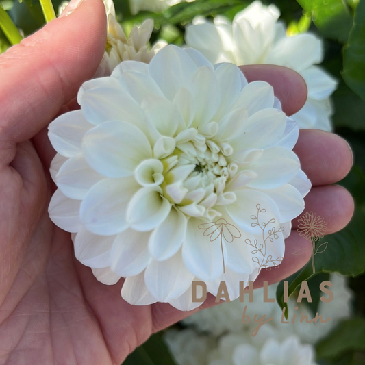 Dahlia Eternal Snow