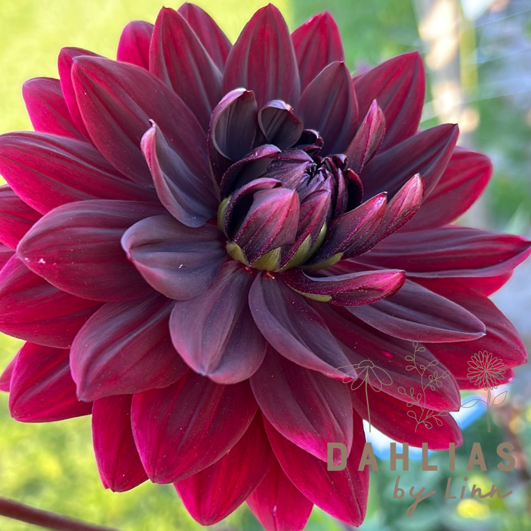 Dahlia Sam Hopkins
