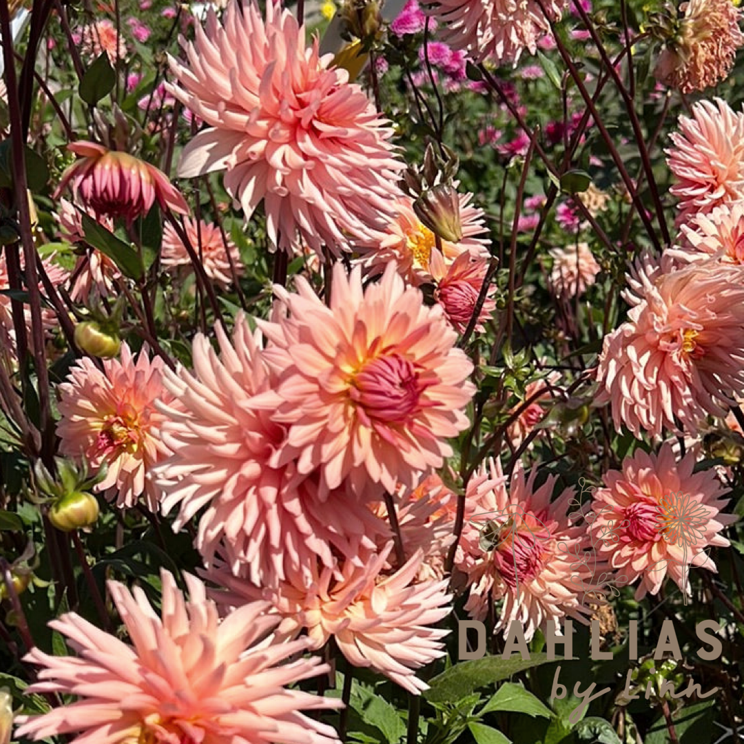Dahlia Préference