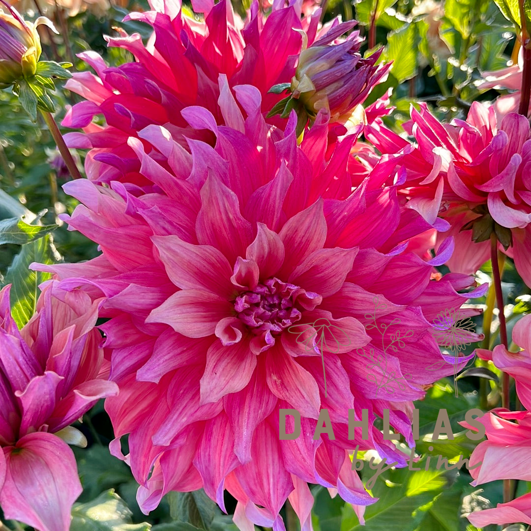 Dahlia Belle of Barmera