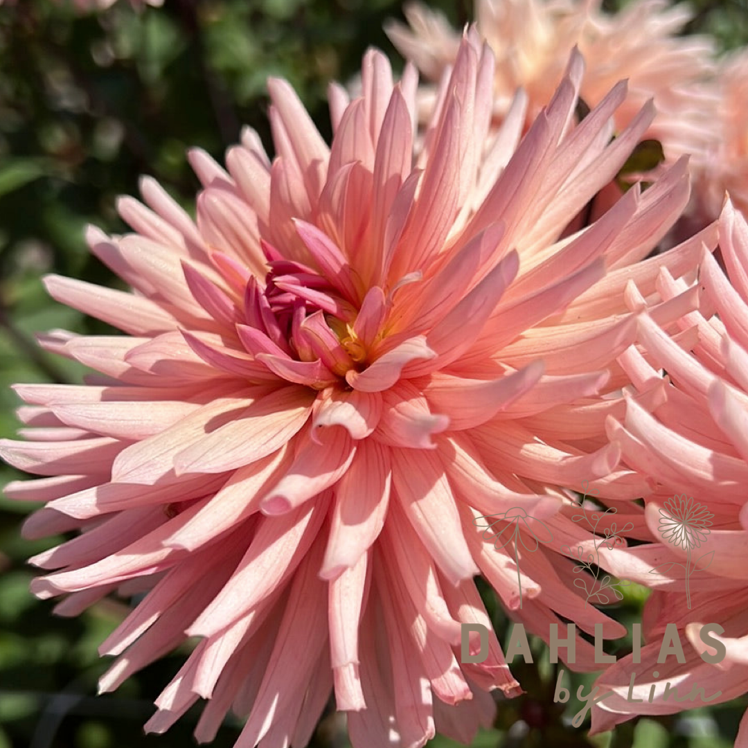 Dahlia Préference
