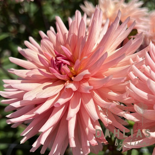 Dahlia Préference