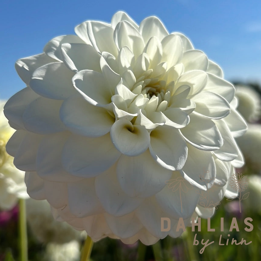 Dahlia Opportunity