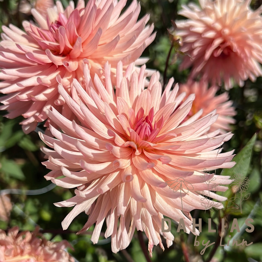 Dahlia Préference