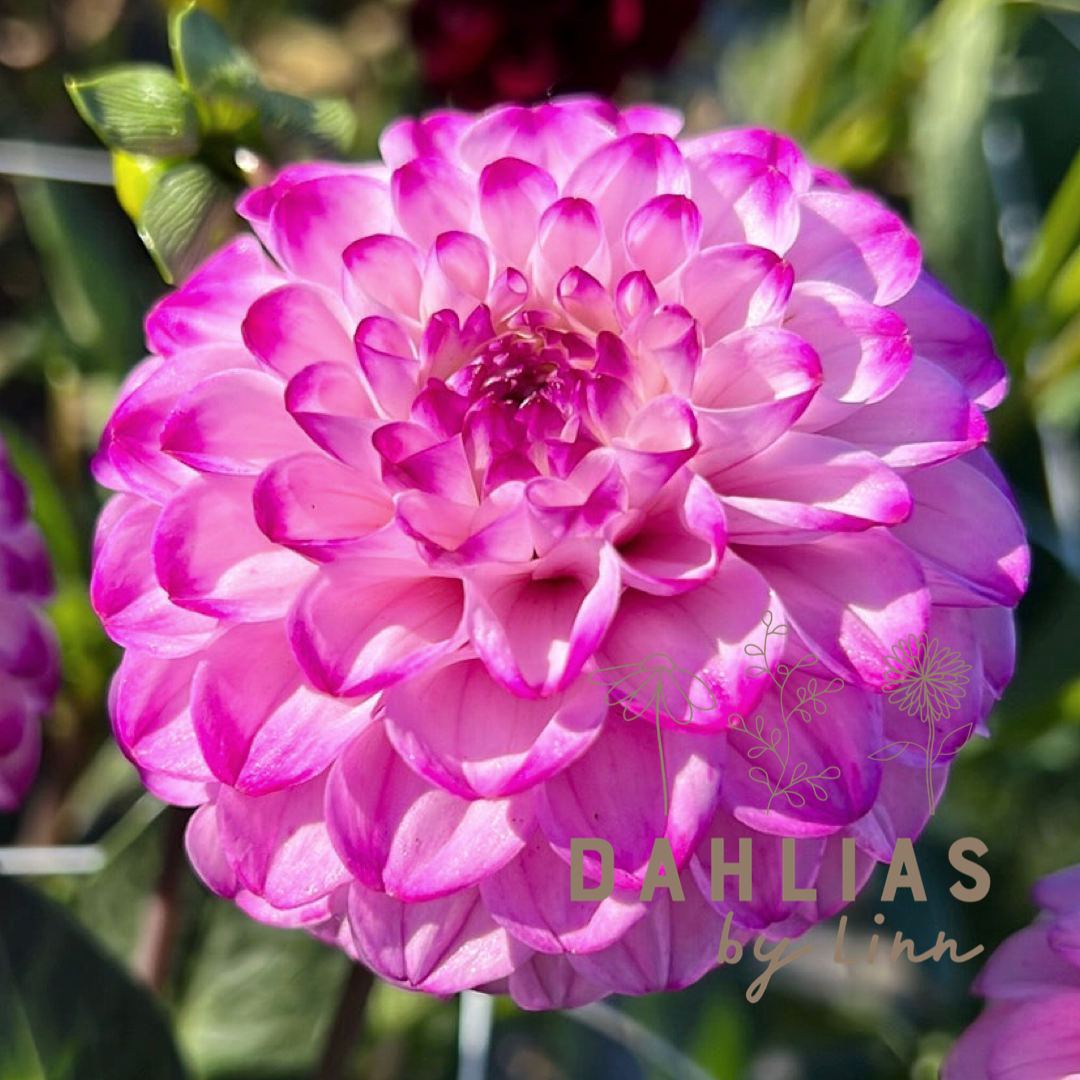 Dahlia Genova