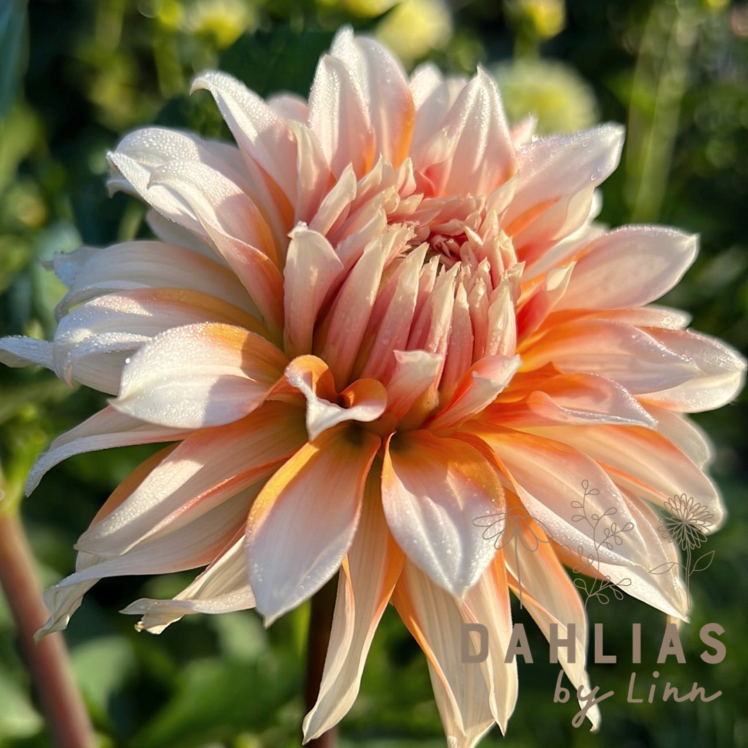 Dahlia Orange and Snow