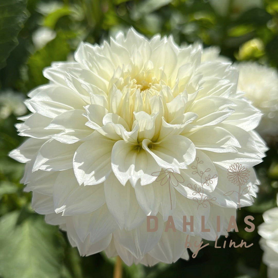 Dahlia Gitt's Attention