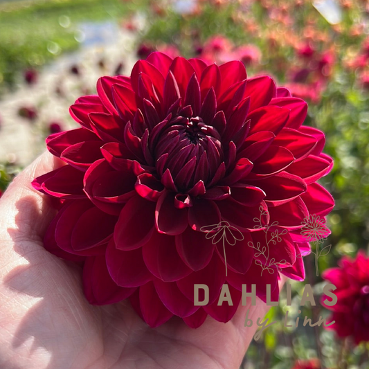 Dahlia Anne Cornelia