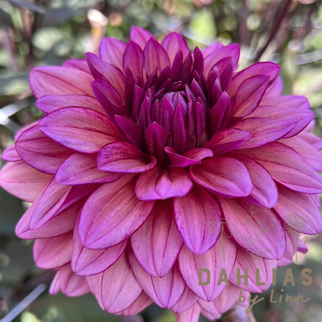 Dahlia Molly Raven