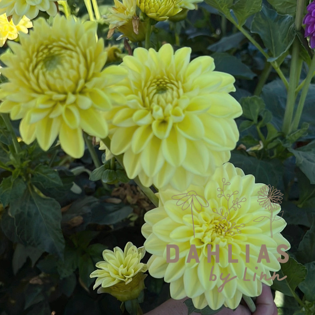 Dahlia Golden Eye