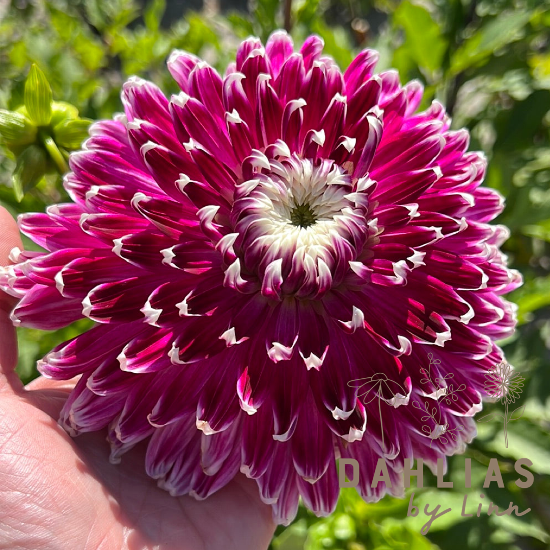 Dahlia Vancouver