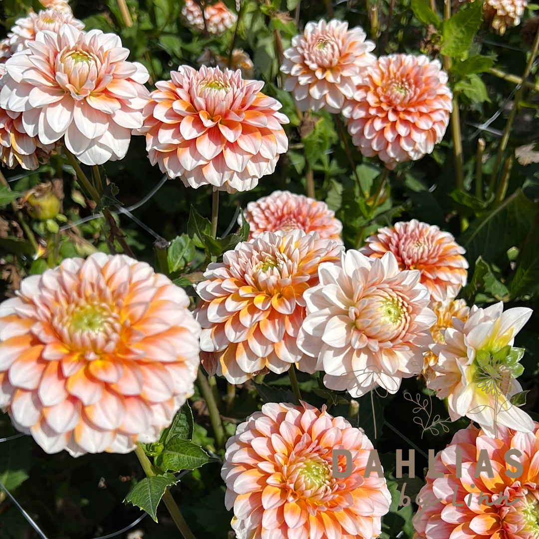 Dahlia Tangerine Dream