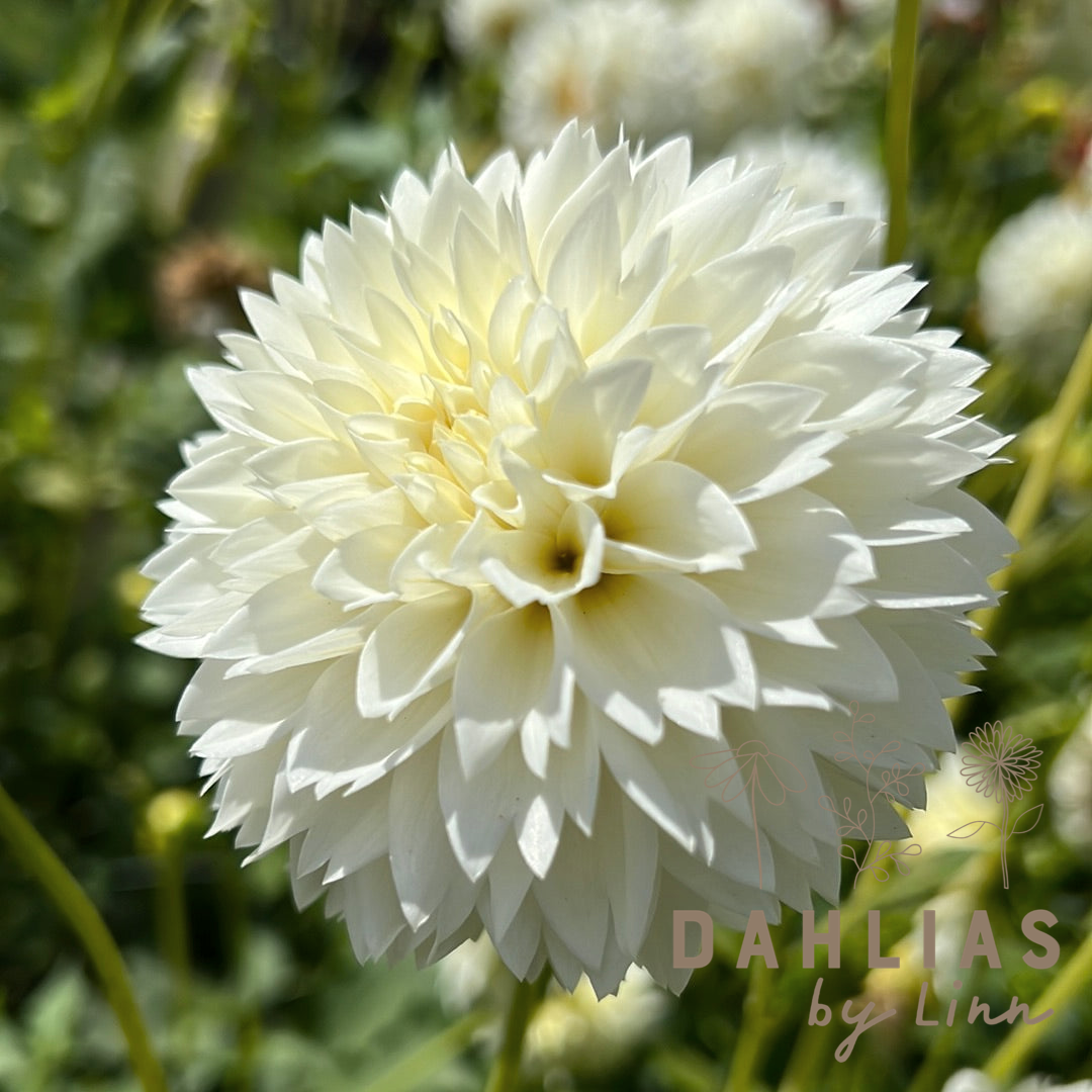 Dahlia Myama Fubuki Utgår!