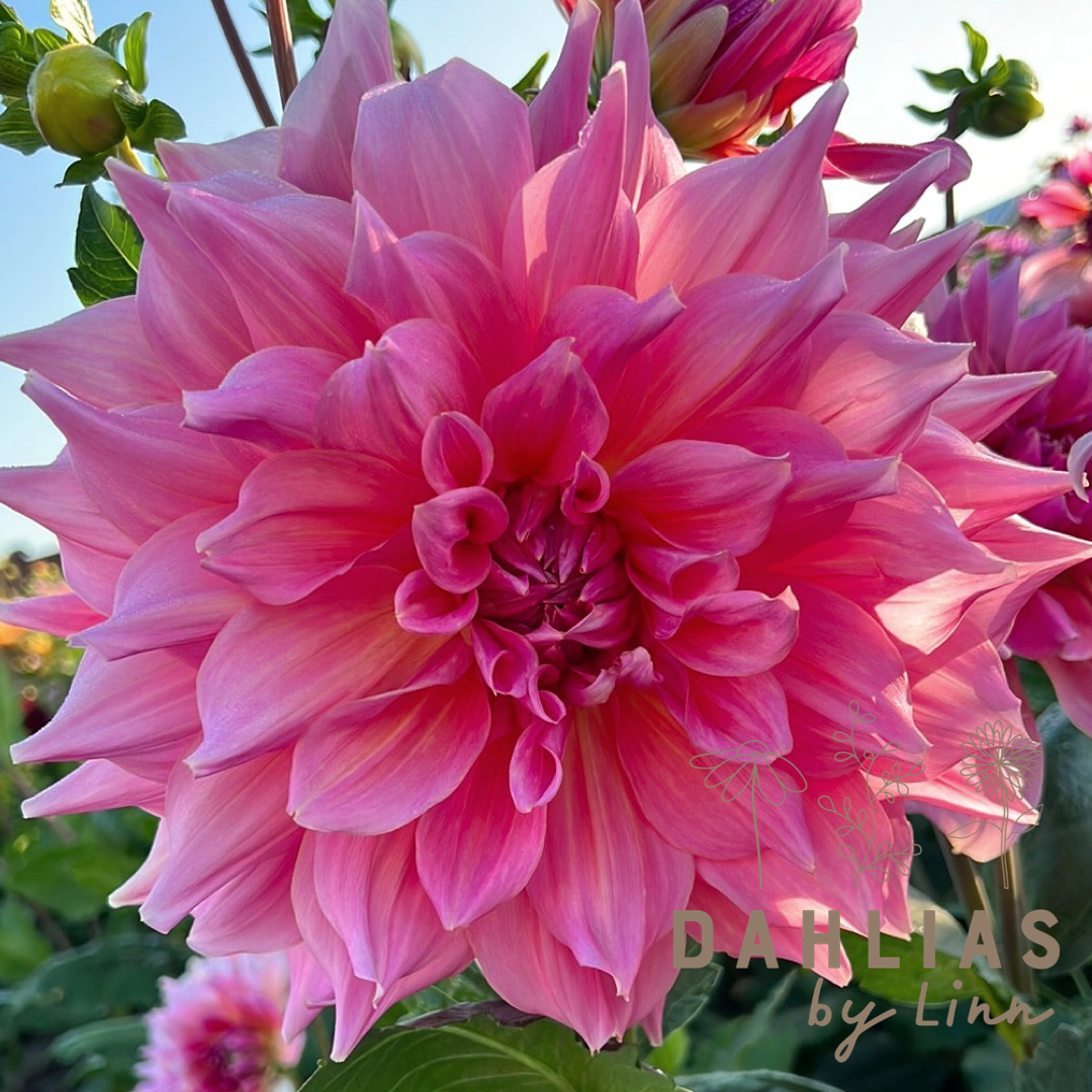 Dahlia Otto's Thrill