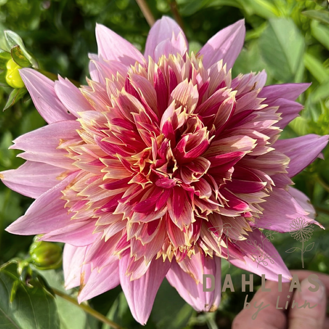 Dahlia Mambo