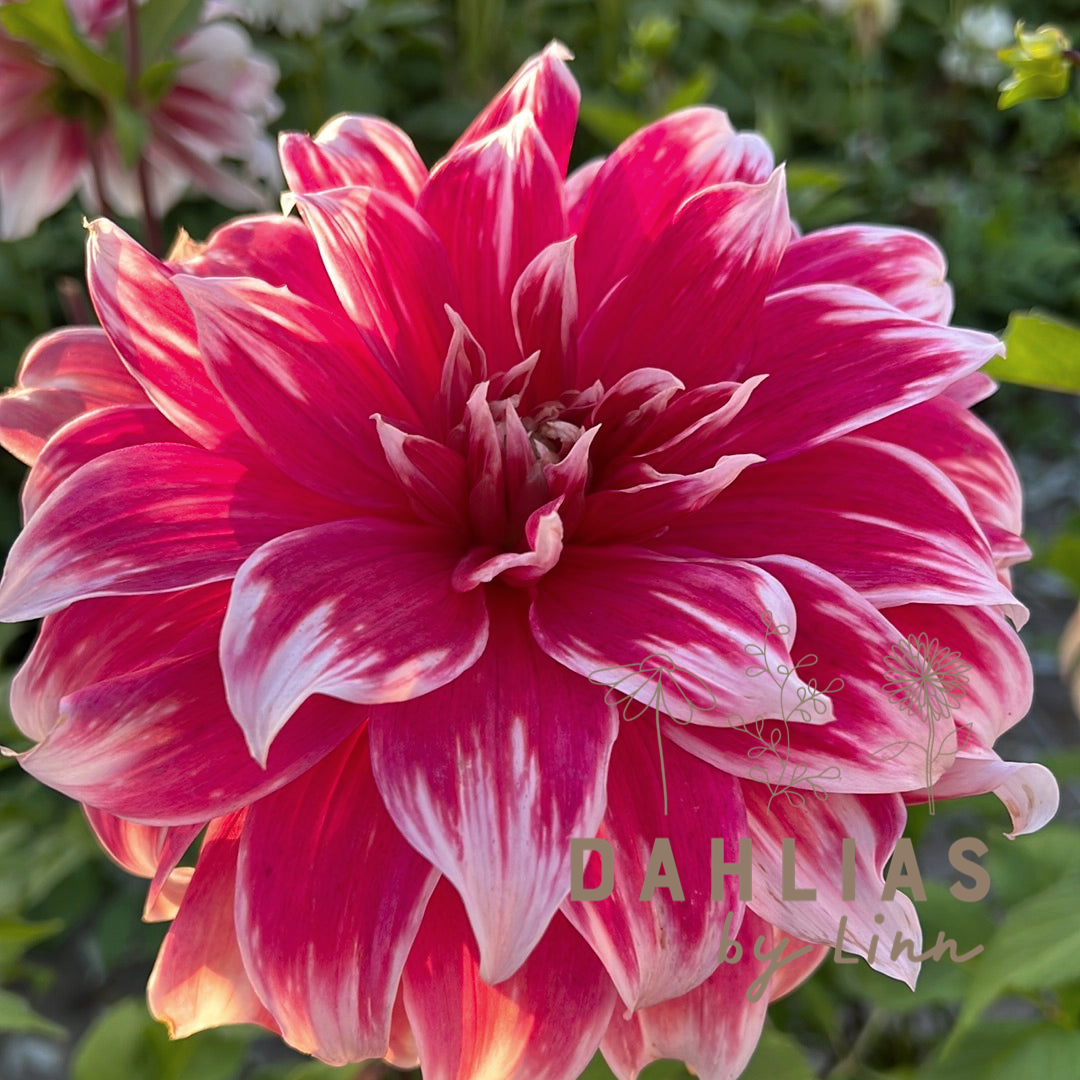 Dahlia Frost Nip