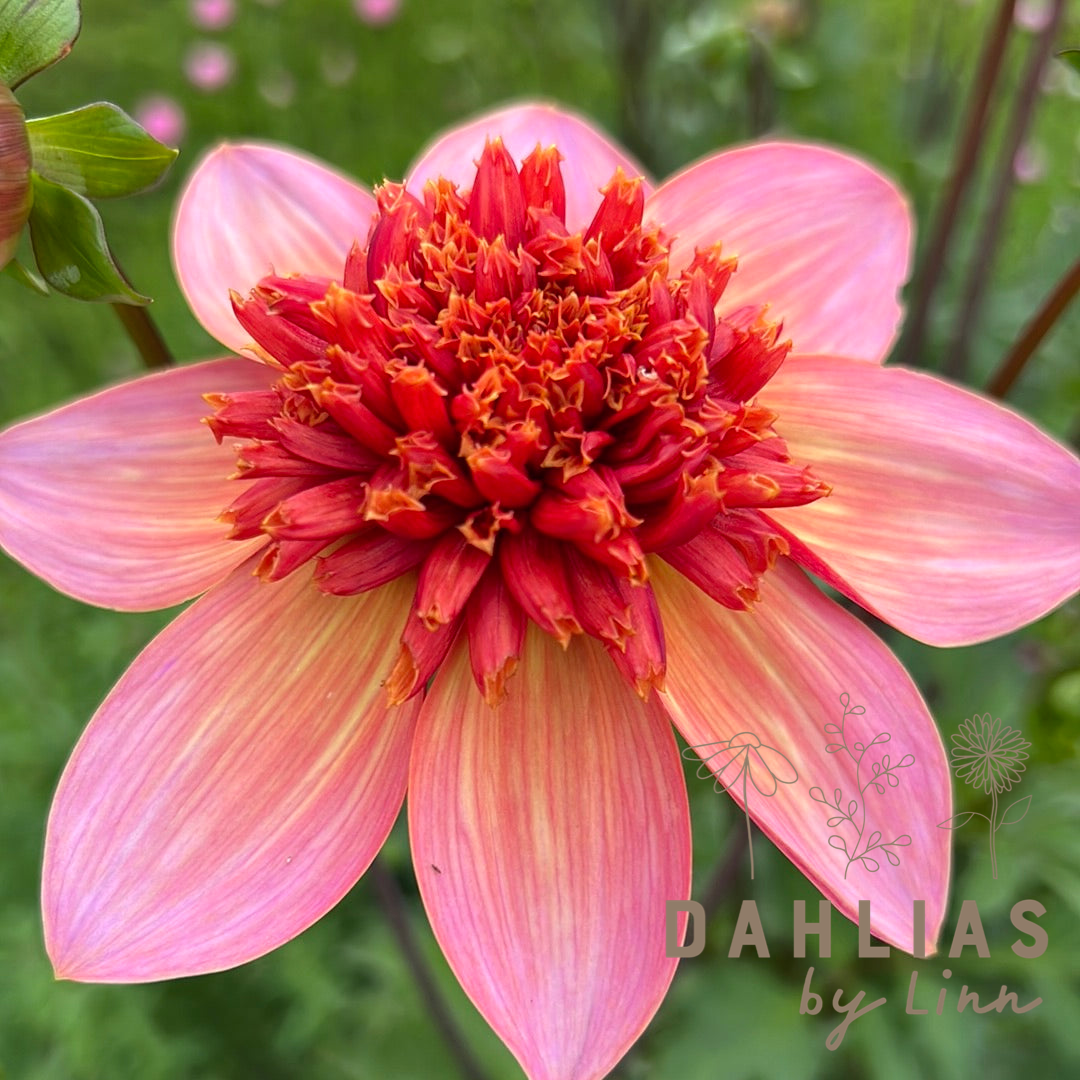 Dahlia Totally Tangerine