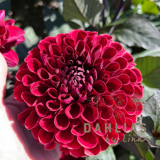 Dahlia Baccara