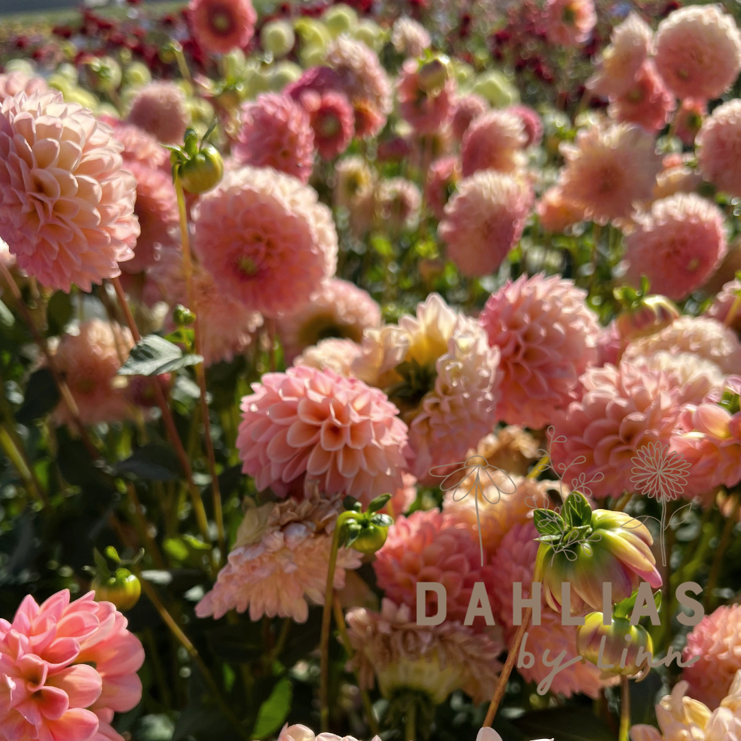 Dahlia L.A.T.E Utgår!