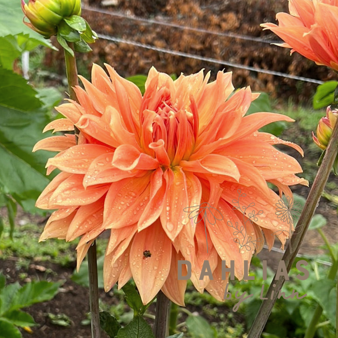 Dahlia Babylon Bronze