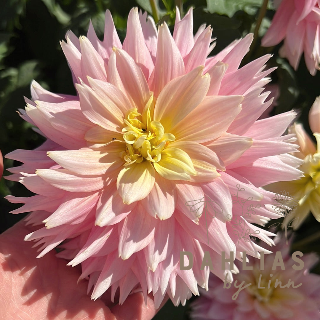 Dahlia Just Married