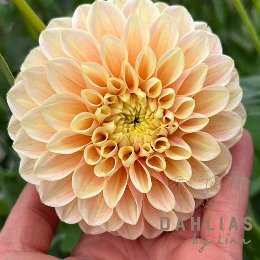 Dahlia Sweet Suzanne