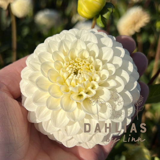 Dahlia Caro