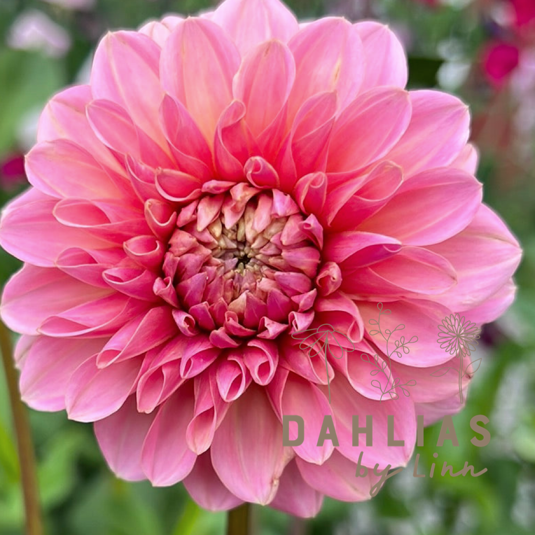 Dahlia Doris Duke Utgår!